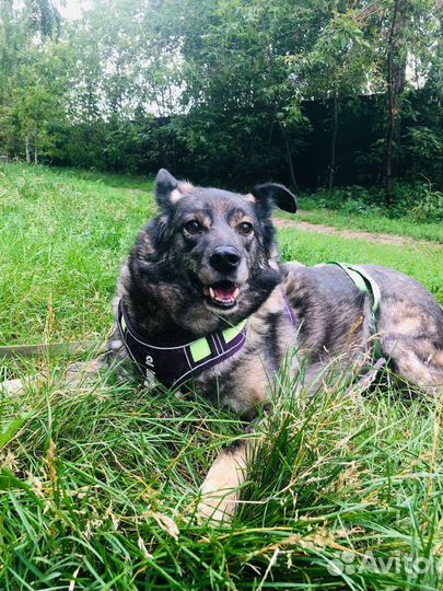 Добрейшая собака 6 лет не выходила из вольера