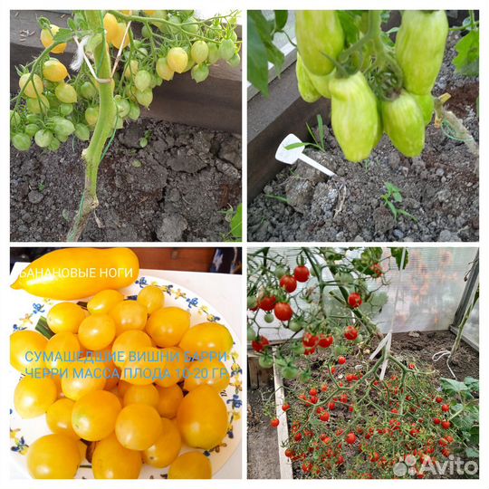 Семена сортовых помидор,Бамии,Перца остр,Тзимбалло