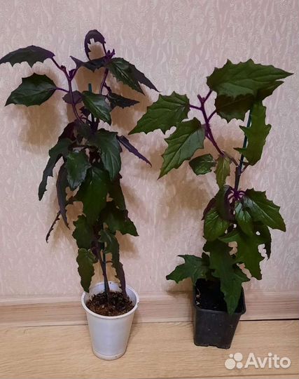 Гинура, комнатный цветок