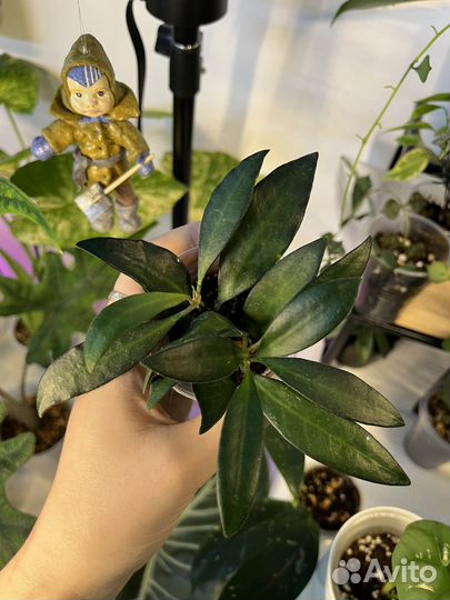 Хойи разные