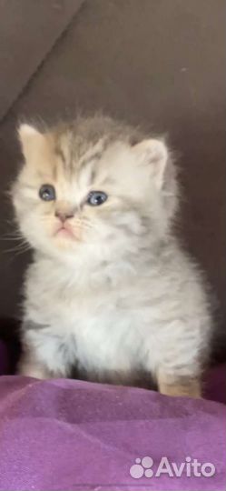 Шотландские малыши в резерв