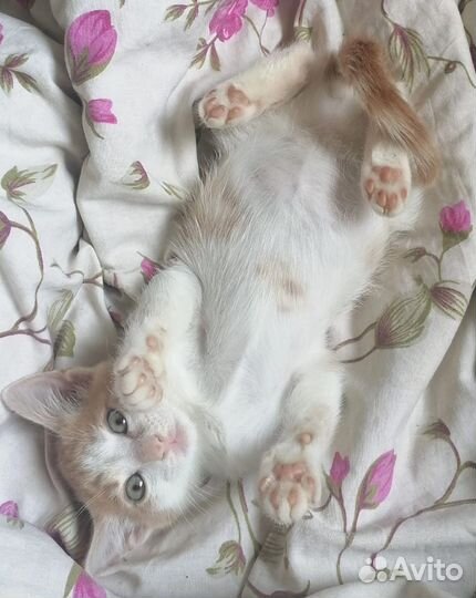 Милые, Очаровательные 2-вое Котяток - Малышей