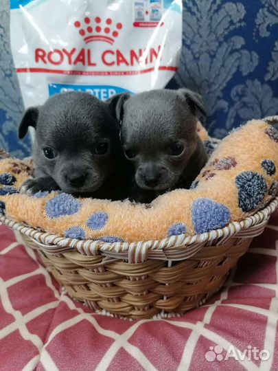 Щенки чихуахуа