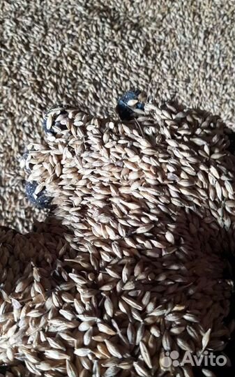 Гречиха, Кормовой овёс корма