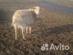 Козел меняю