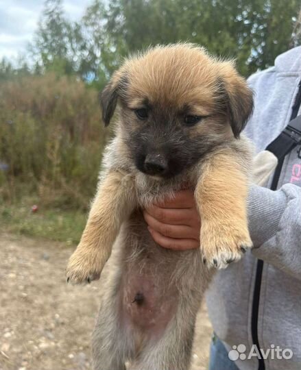 Щенок мальчик