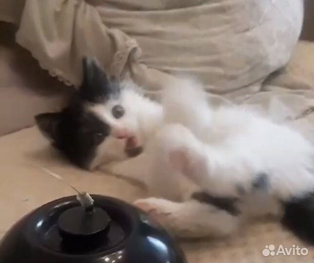 Трогательная котенок Веточка 1,5 мес. в дар