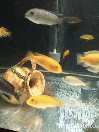 Цихлиды взрослые, подростки, мальки