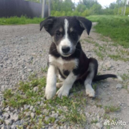 Метис хаски