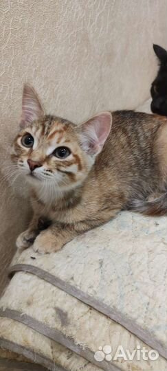 Молоденькая малышка месяца 4