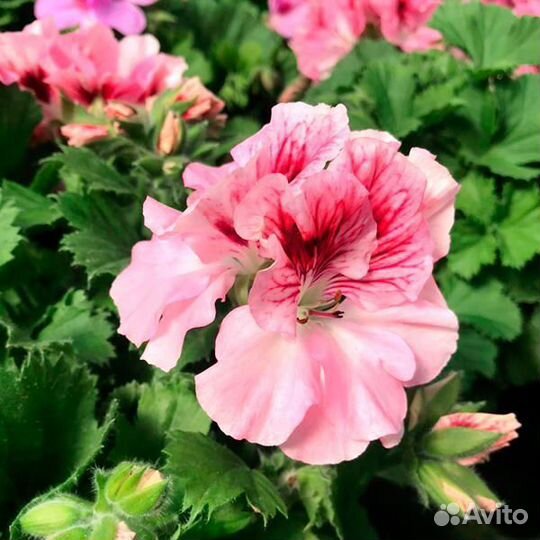 Пеларгония герань Королевская