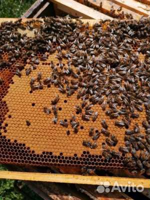 Продаются пчелы, пчелосемьи, пчелопакеты на авито