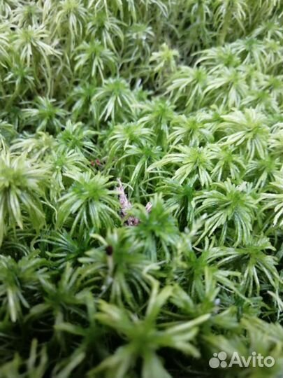 Мох сфагнум свежий