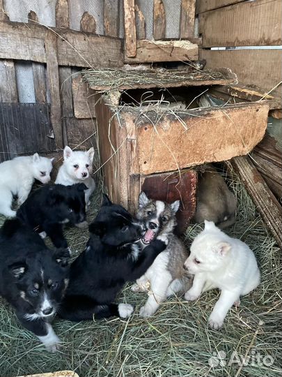 Собаки щенки
