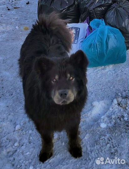 Собака