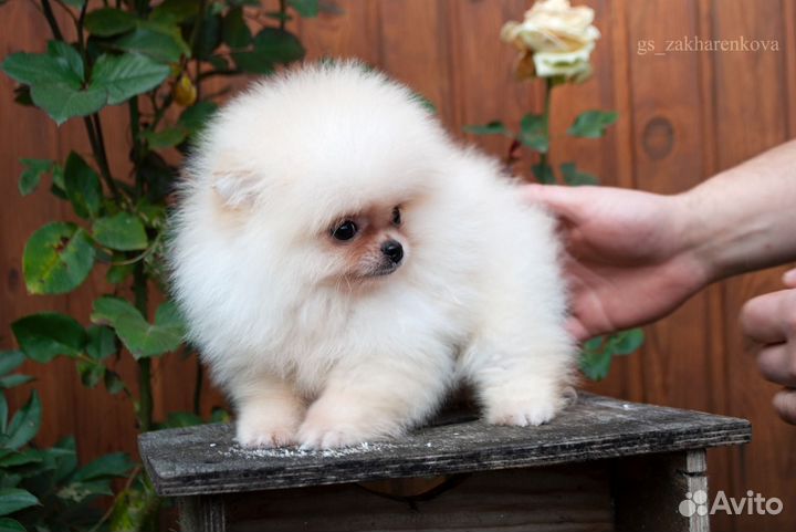 Кнопочка-померанец