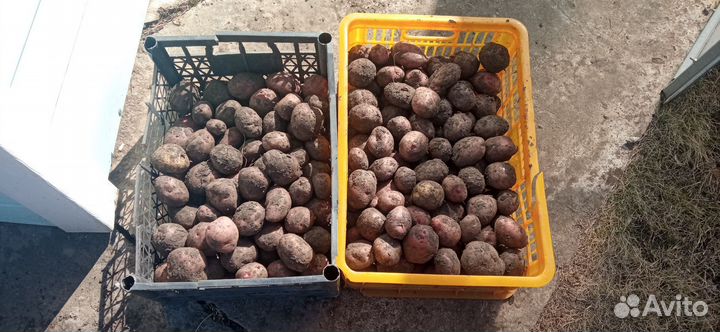Семенной картофель