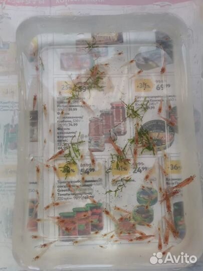 Набор для начинающего аквариумиста