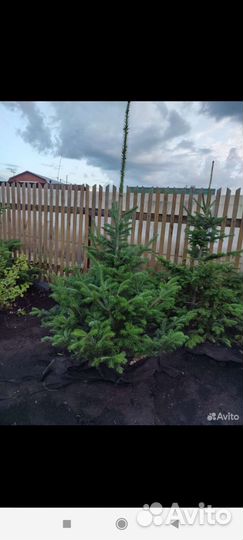 Саженцы пихты, кедра