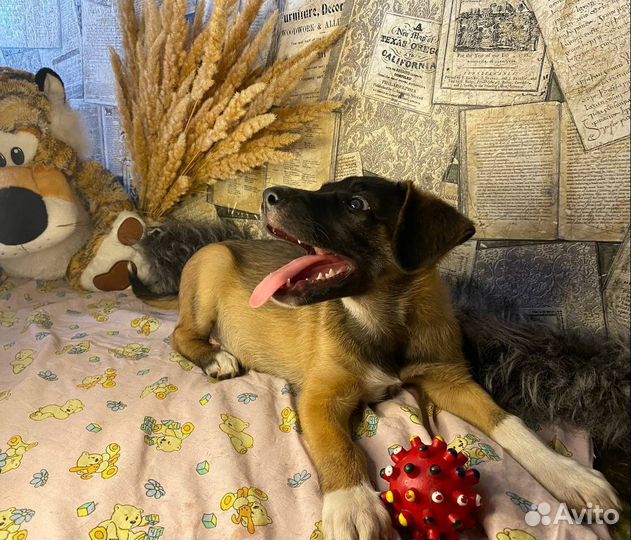 Щенок в добрые руки
