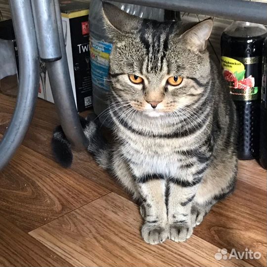 Шотландский мраморный прямоухий кот, на вязку