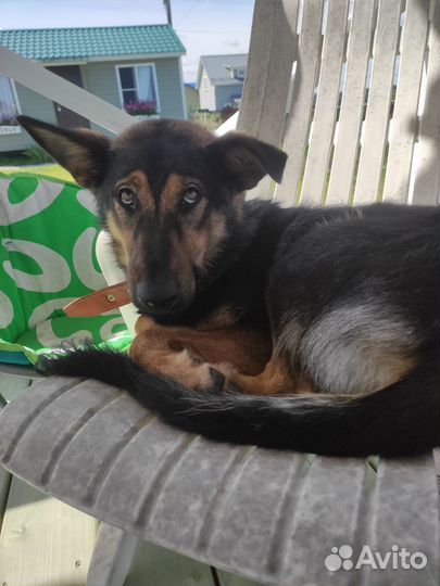 Метис немецкой овчарки