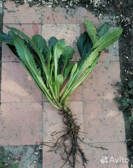 Черенки белой ромашки