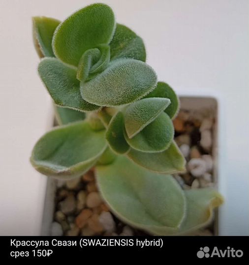 Суккуленты разное