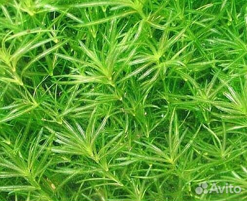 Рыбки, растения, креветки