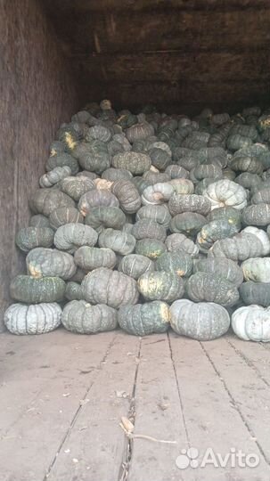 Тыква Волгоградская