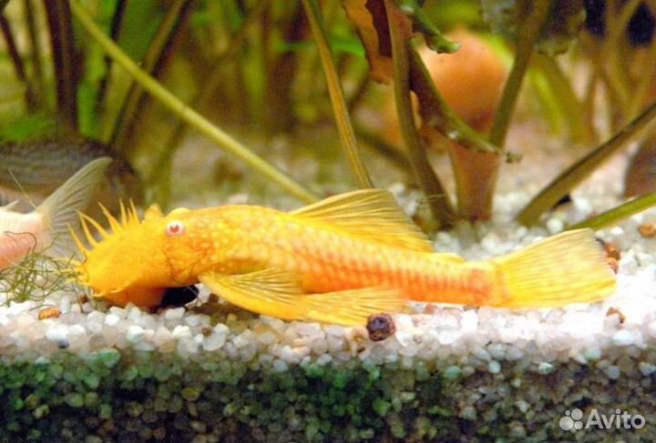 Анциструс жёлтый Аквариумные рыбки в магазине
