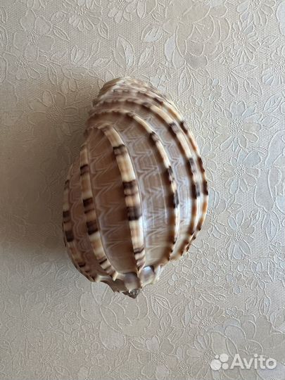 Морские ракушки