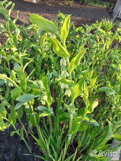 Купена цветок, деленка