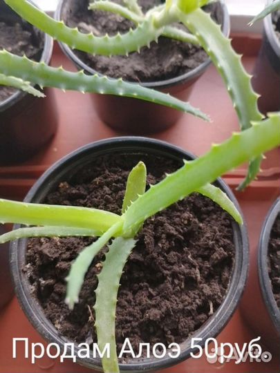 Алоэ лечебный