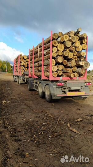 Дрова береза в хлыстах