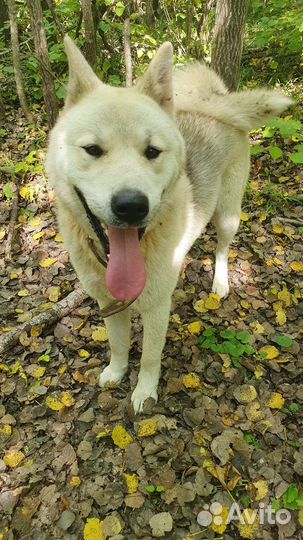 Акита для вязки