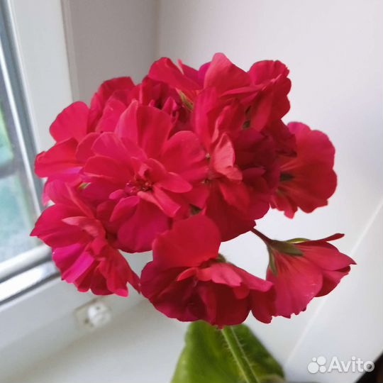 Сортовые пеларгонии