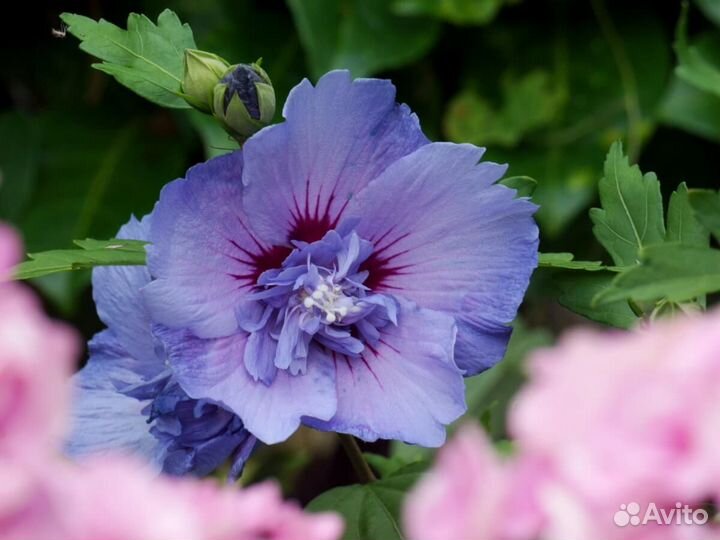 Саженцы Гибискус сирийский Блю Шифон