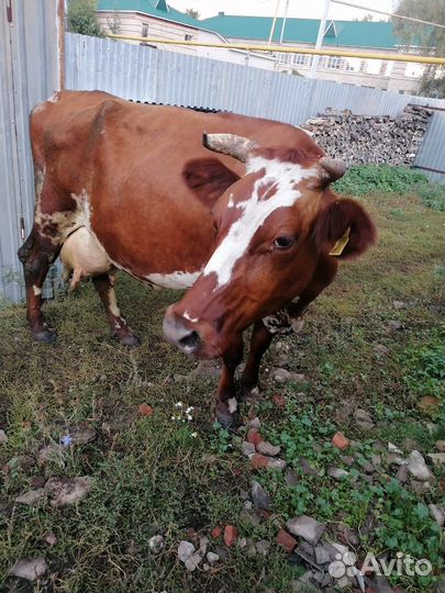 Корова дойная
