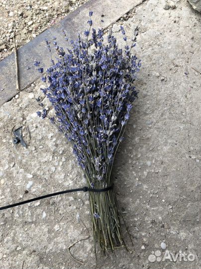 Сухоцветы букеты лаванды