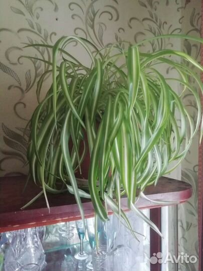 Амазонская лилия,шефлера,хлорофитум кудрявый