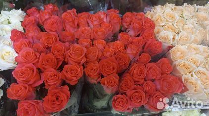 Розы с доставкой 51 роза розочки 25 роз Букет роз