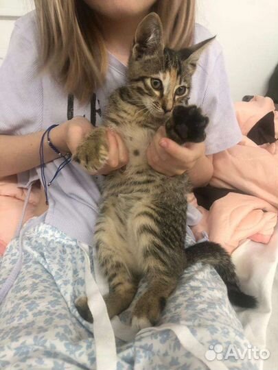 Нашли маленькую кошечку. отдаем в хорошие руки