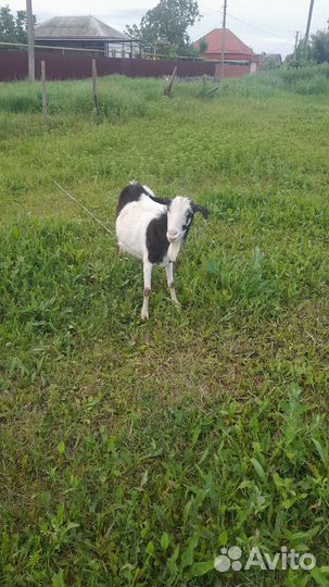 Продам козу