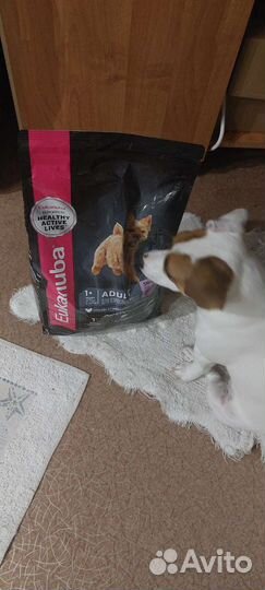 Корм для собак Eukanuba 1+ новый