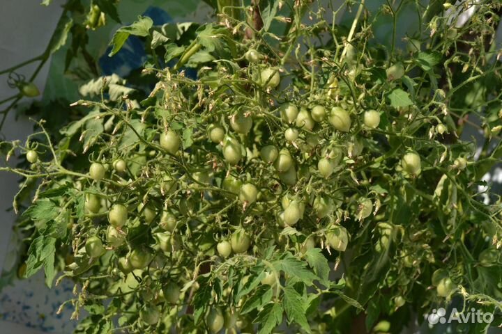 Семена редких коллекционных сортов томатов