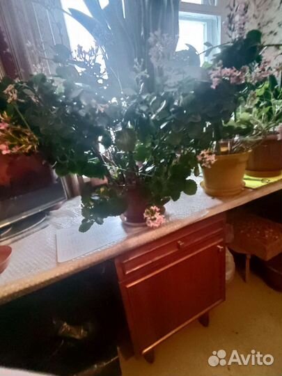 Каланхое растение