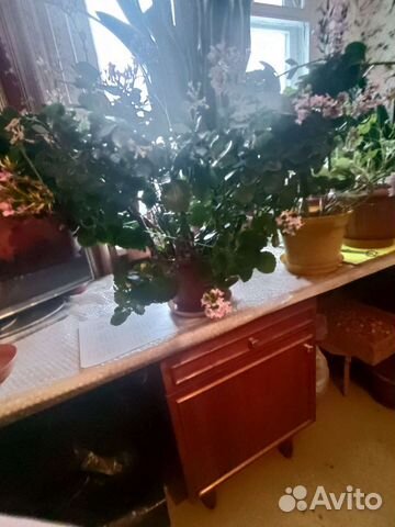 Каланхое растение