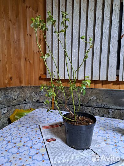 Саженцы голубики 3 летние