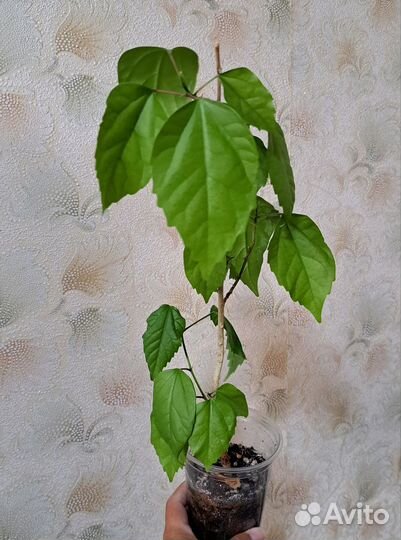 Комнатные цветы любой за 95